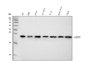 Anti-HP1 alpha/CBX5 Antibody (monoclonal, 8G6)