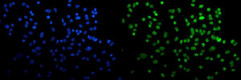 Anti-HP1 alpha/CBX5 Antibody (monoclonal, 8G6)