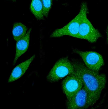 Anti-SHMT1 Antibody (monoclonal, 9C7)