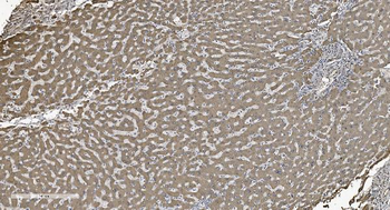 Anti-SHMT1 Antibody (monoclonal, 9C7)