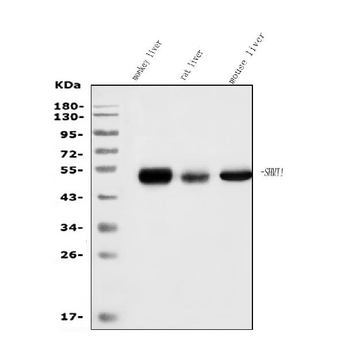 Anti-SHMT1 Antibody (monoclonal, 9C7)