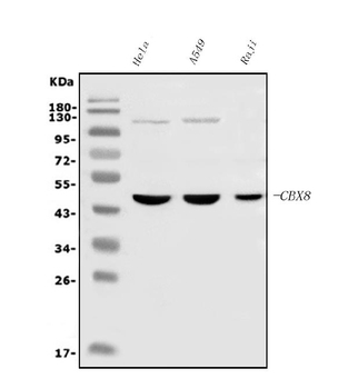 Anti-Cbx8 Antibody (monoclonal, 8G7)