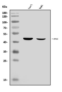 Anti-Apolipoprotein A V/APOA5 Antibody