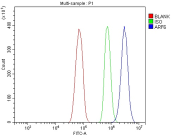 Anti-ARF6 Antibody