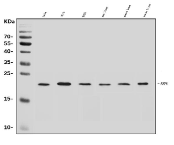 Anti-ARF6 Antibody