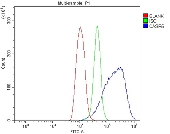 Caspase-5/CASP5 Antibody