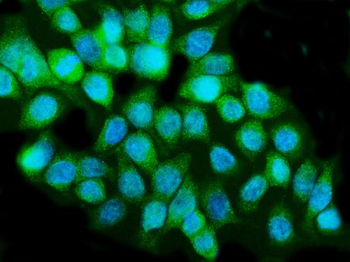Anti-Caspase-5/CASP5 Antibody