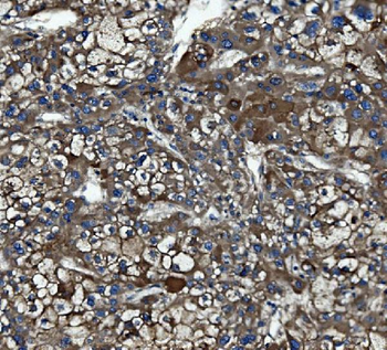 Anti-Caspase-5/CASP5 Antibody
