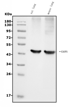 Anti-Caspase-5/CASP5 Antibody