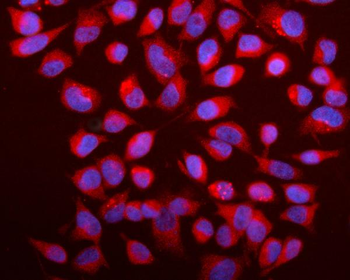Anti-Caspase-9/CASP9 Antibody