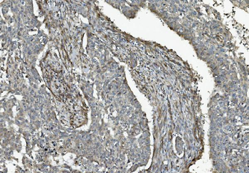 Anti-Caspase-9/CASP9 Antibody