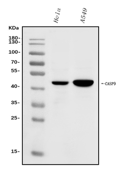 Anti-Caspase-9/CASP9 Antibody