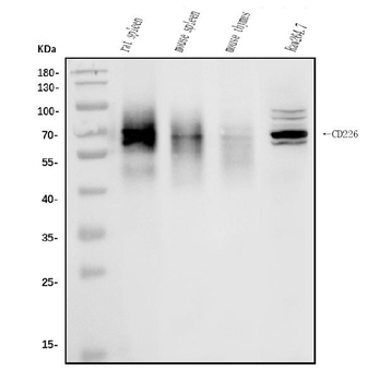 Anti-CD226 Antibody