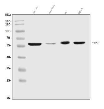 Anti-CPN1 Antibody