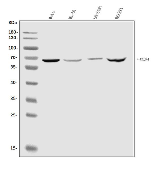Anti-CXCR4 Antibody
