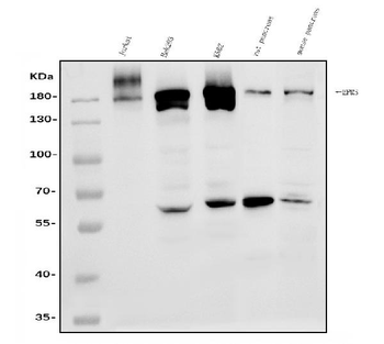 Anti-EPRS1/PARS Antibody
