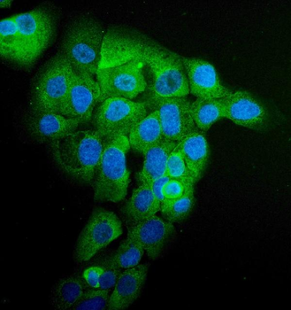 Anti-EPRS1/PARS Antibody