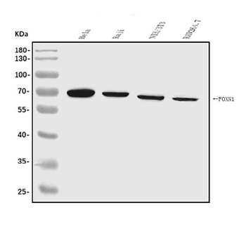 Anti-FOXN1 Antibody