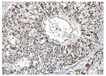 Anti-IDO-2/IDO2 Antibody