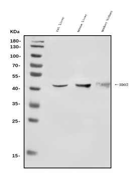 Anti-IDO-2/IDO2 Antibody