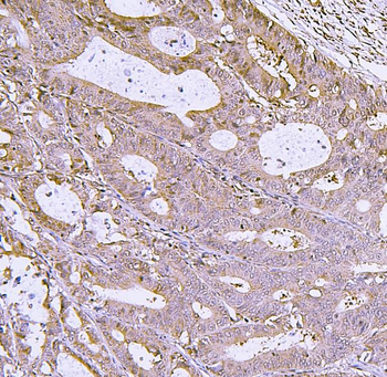 Anti-IRF3 Antibody
