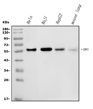 Anti-IRF3 Antibody