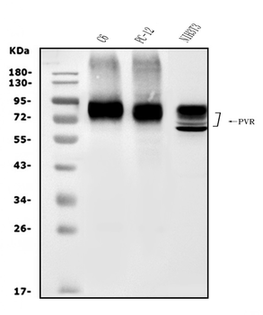 Poliovirus Receptor/PVR Rabbit Polyclonal Antibody