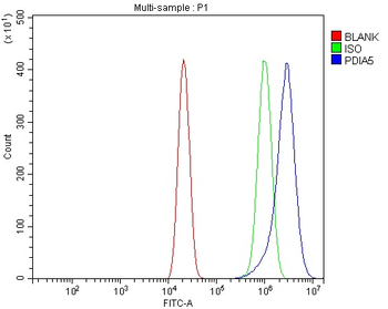 Anti-PDIA5 Antibody