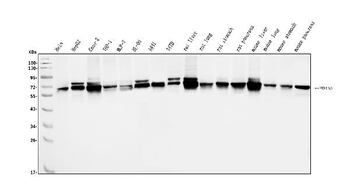 Anti-PDIA5 Antibody