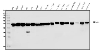 Anti-PDIA6 Antibody