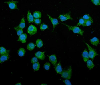 Anti-Podoplanin/gp36/Pdpn Antibody