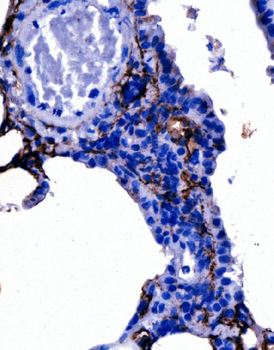 Anti-Podoplanin/gp36/Pdpn Antibody