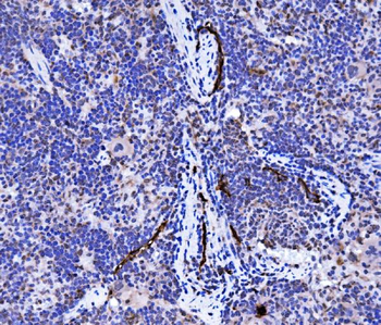 Anti-Podoplanin/gp36/Pdpn Antibody