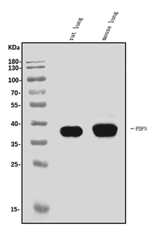 Anti-Podoplanin/gp36/Pdpn Antibody