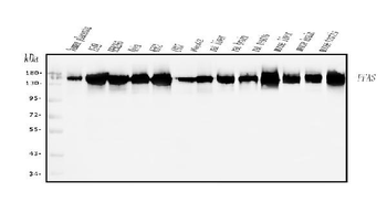 Anti-PFAS Antibody