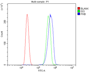 Anti-Prohibitin/PHB Antibody