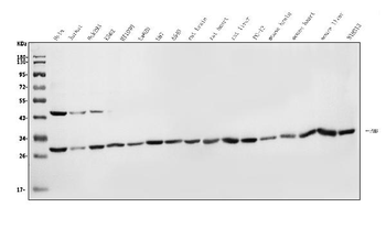 Anti-Prohibitin/PHB Antibody