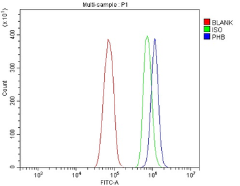 Anti-Prohibitin/PHB Antibody