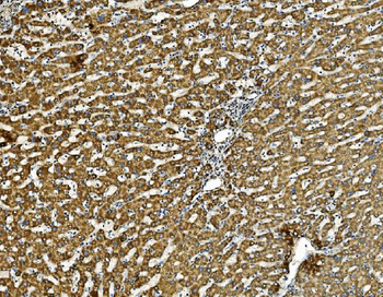 Anti-Prohibitin/PHB Antibody