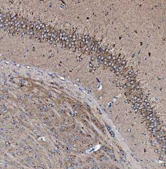 Anti-Prohibitin/PHB Antibody