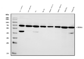 Anti-PRDM14 Antibody