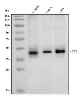 Anti-RTCD1/RTCA Antibody