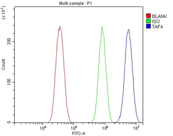 Anti-TAF4 Antibody
