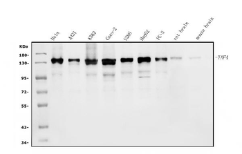 Anti-TAF4 Antibody