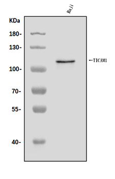 Anti-TRIF/TICAM1 Antibody