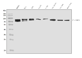 TNIP1 Antibody