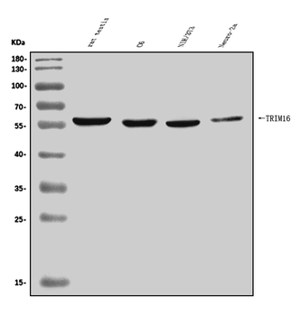 Anti-TRIM16 Antibody
