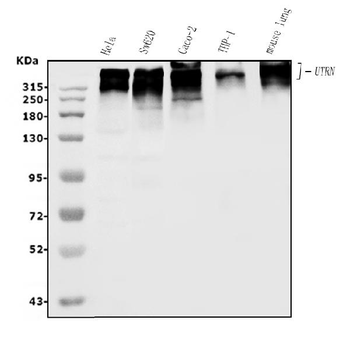 Anti-Utrophin/UTRN Antibody