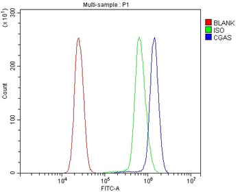 Anti-CGAS Antibody