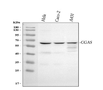 Anti-CGAS Antibody